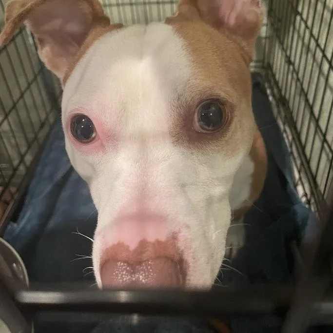 An adult small-sized male White / Cream Mixed Breed dog named ScoobyDoo for adoption in Port Charlotte, FL