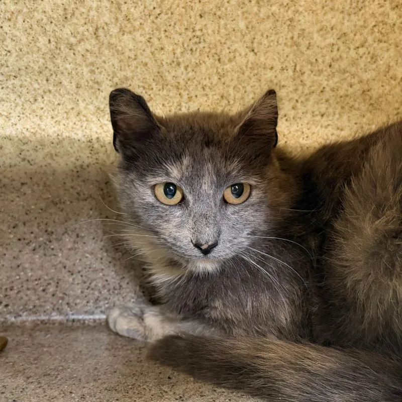 A young medium-sized female Domestic Medium Hair cat named Granola for adoption in State College, PA
