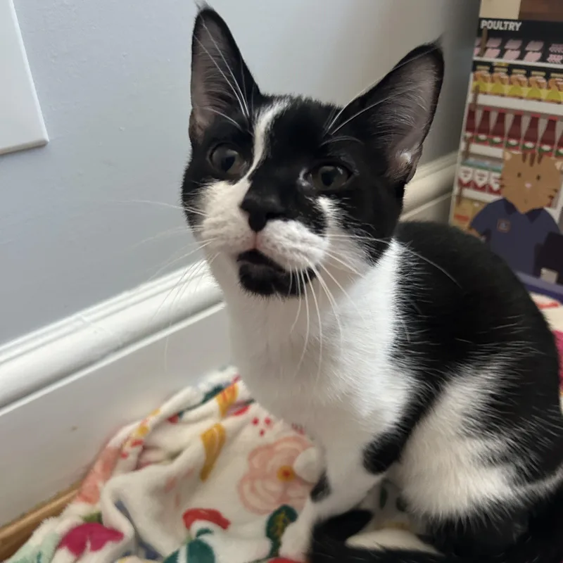 A baby small-sized female Black & White / Tuxedo Domestic Short Hair cat named Wave for adoption in Richmond, VA