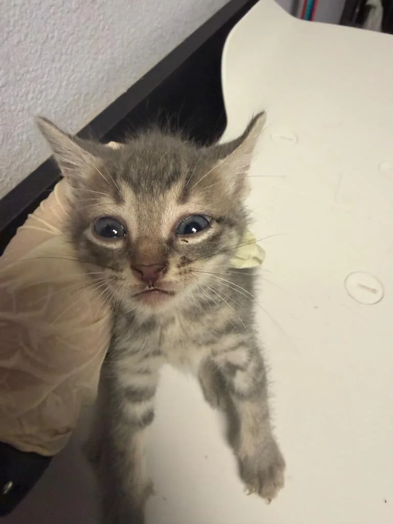 A baby small-sized male Domestic Short Hair cat named Ben Grimm for adoption in New Braunfels, TX