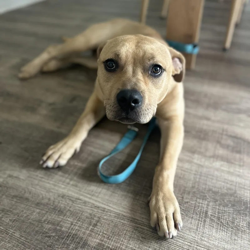 A baby large-sized male Yellow / Tan / Blond / Fawn Pit Bull Terrier dog named Gordo for adoption in Mooresville, NC