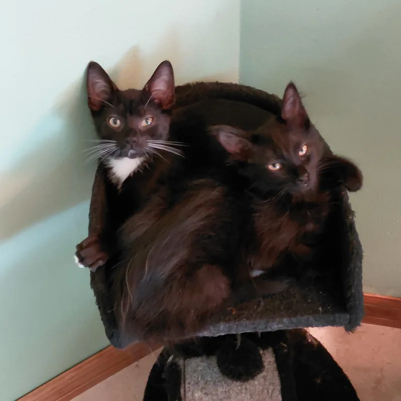 A baby small-sized male Black & White / Tuxedo Tuxedo cat named Felix for adoption in Melbourne, FL