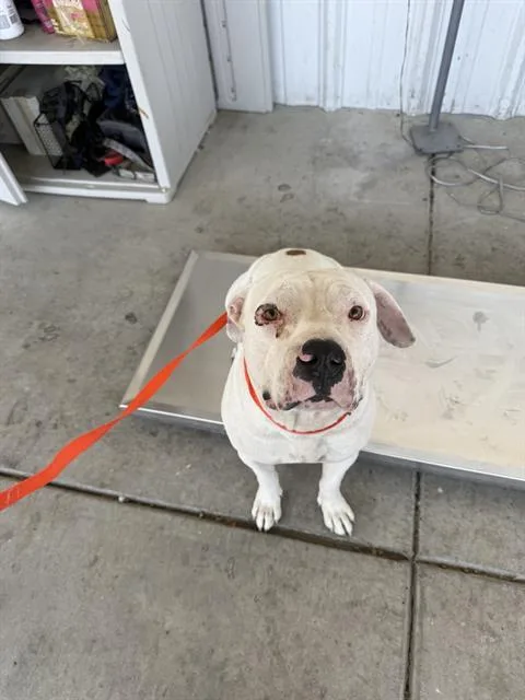 A young medium-sized male Staffordshire Bull Terrier dog named Scrappy for adoption in Bakersfield, CA