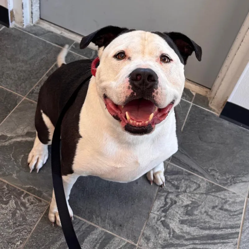 An adult large-sized male White / Cream American Bulldog dog named Hendrix for adoption in Clearwater, FL