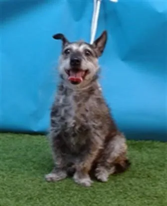 An adult small-sized female Terrier dog named Chocolate for adoption in Gardena, CA