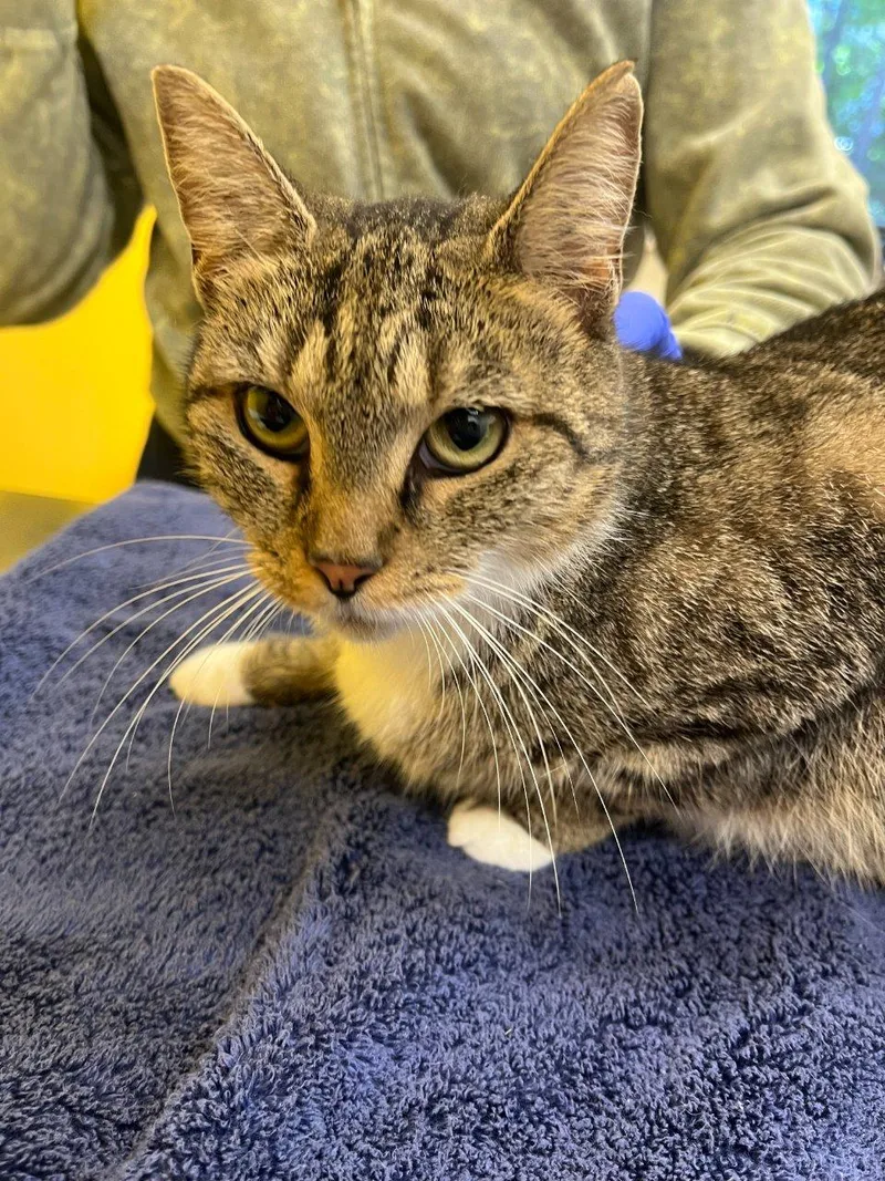 A young small-sized female Tabby (Brown / Chocolate) Domestic Short Hair cat named Posey for adoption in Raleigh, NC