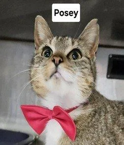Posey thumbnail 2