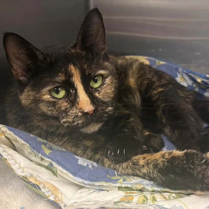 An adult medium-sized female Tortoiseshell Domestic Short Hair cat named Magnolia for adoption in East Hanover, NJ