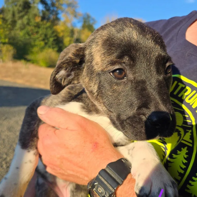 A baby small-sized female Brown / Chocolate Pit Bull Terrier dog named Zaria for adoption in Oakville, WA