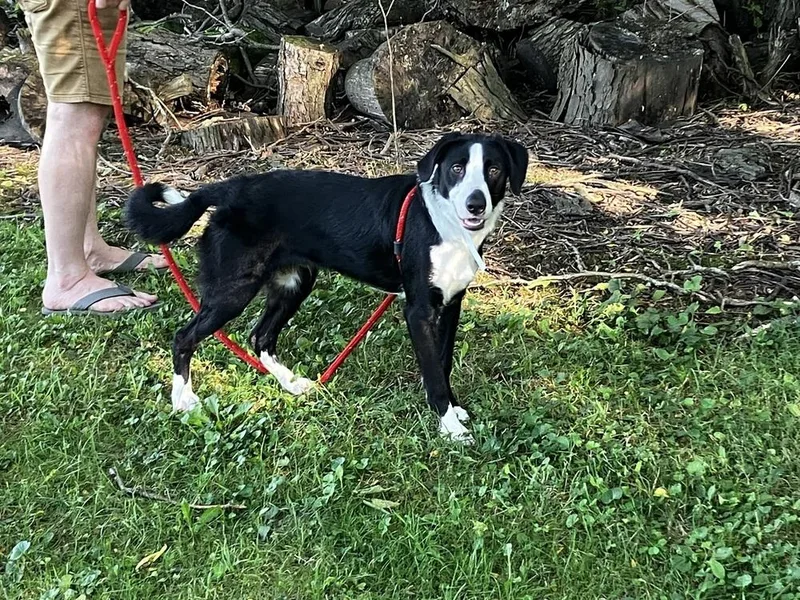 An adult medium-sized male Tricolor (Brown, Black, & White) Mixed Breed dog named Courage for adoption in Columbus, OH