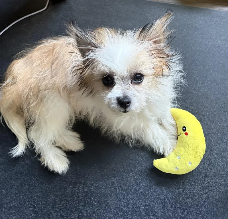 A baby medium-sized female Bicolor Shih Tzu dog named Greta for adoption in Phoenix, AZ