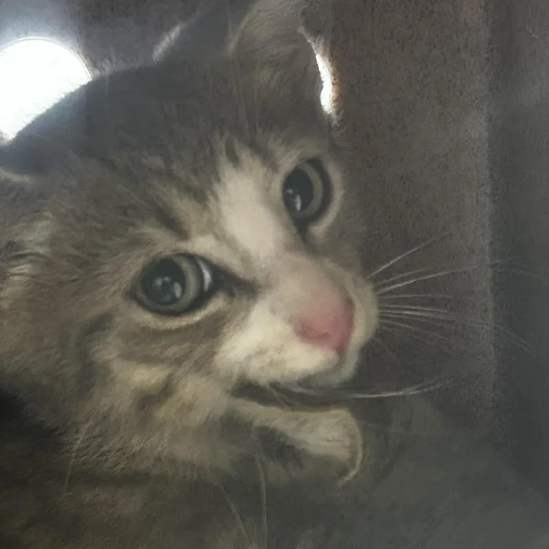 A baby small-sized male Gray / Blue / Silver Domestic Short Hair cat named AHNJStray for adoption in Newark, NJ