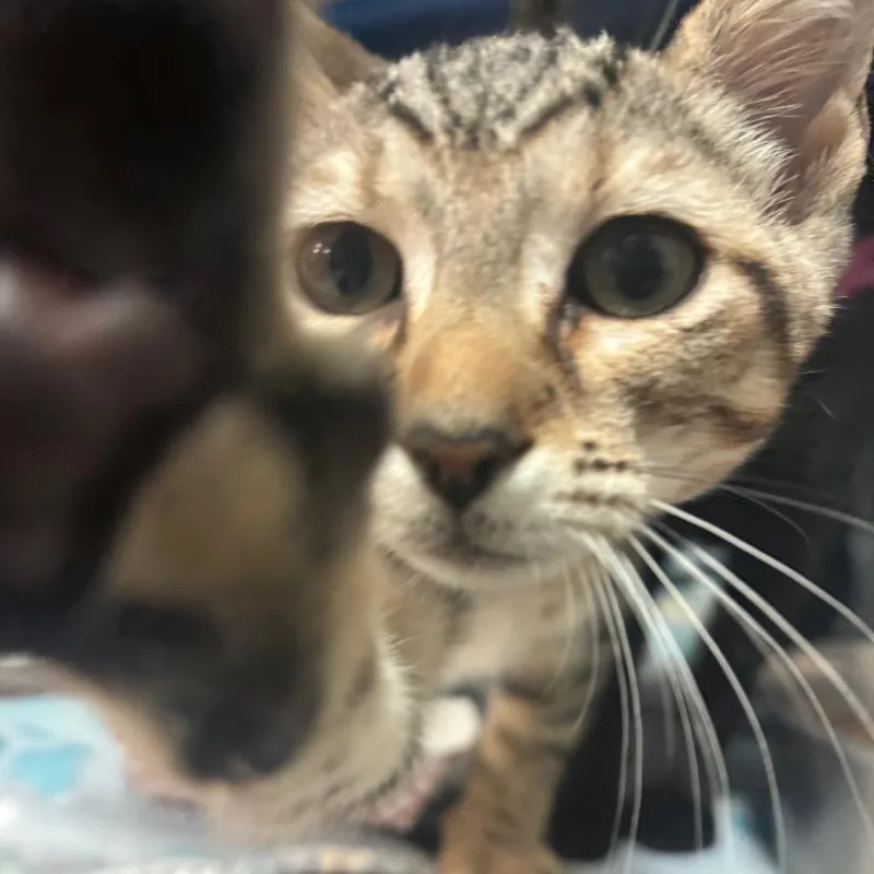 A baby small-sized male Brown / Chocolate Domestic Short Hair cat named Sirup for adoption in Lakeland, FL