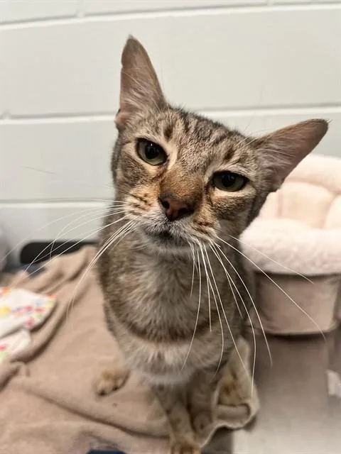 An adult medium-sized male Domestic Short Hair cat named Lionel for adoption in Corpus Christi, TX