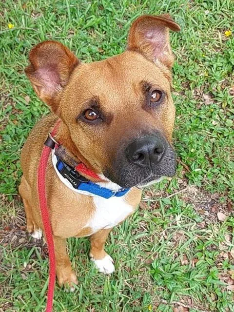 An adult medium-sized female American Staffordshire Terrier dog named Canela for adoption in Fort Lauderdale, FL
