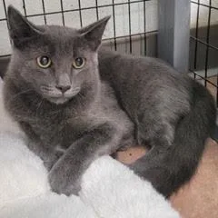 A baby medium-sized male Gray / Blue / Silver Domestic Short Hair cat named Red Bull for adoption in Green Valley, AZ