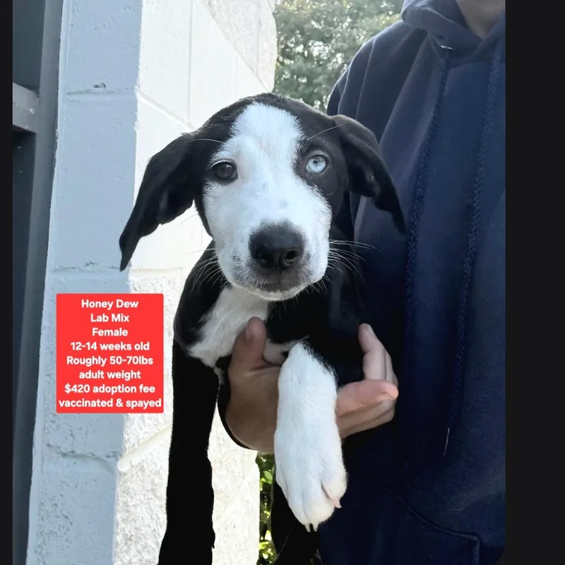 A baby large-sized female Labrador Retriever dog named Honey Dew for adoption in Oviedo, FL