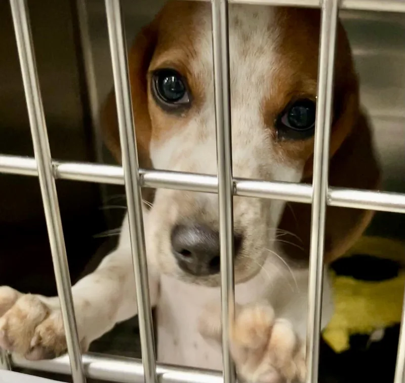 A baby medium-sized female White / Cream Beagle dog named Gabby for adoption in Parma, OH