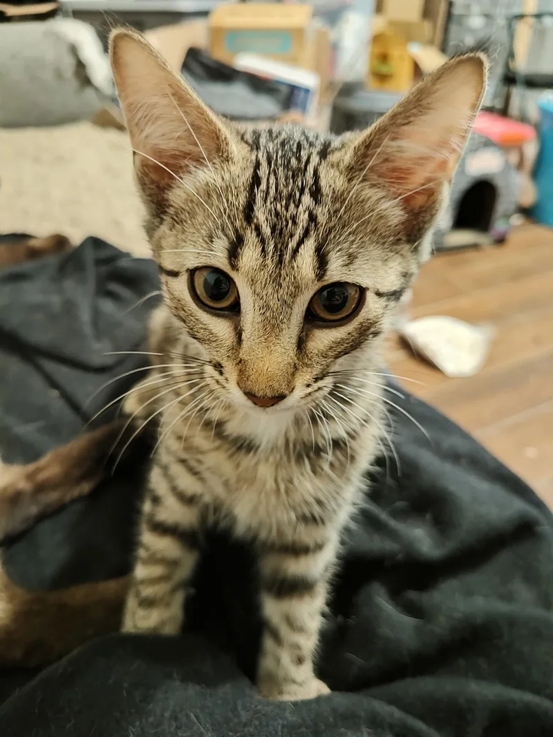 A young medium-sized male Domestic Short Hair cat named Stealth Mode for adoption in Camden, SC