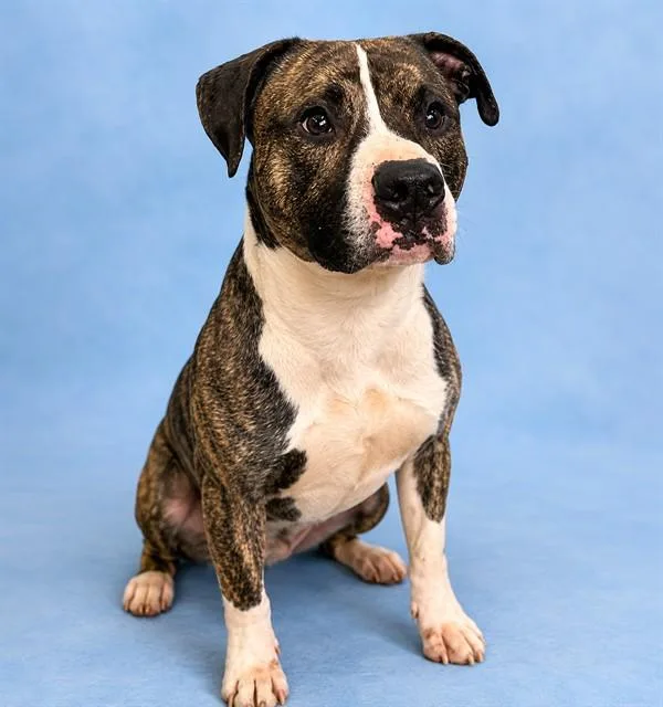An adult large-sized male Pit Bull Terrier dog named Meatloaf for adoption in Westminster, MD