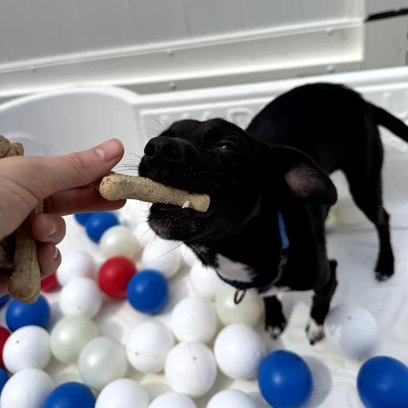 An adult small-sized male Black Chihuahua dog named Jimmy for adoption in New Orleans, LA