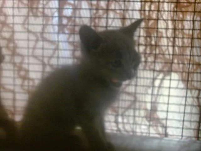 A baby small-sized female Domestic Short Hair cat named Indigo for adoption in Miami, FL