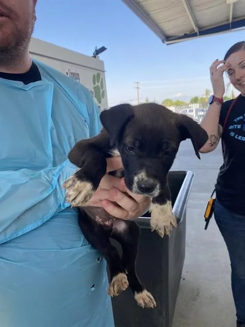 A baby small-sized male Black Shepherd dog named Gil Longtime Resident for adoption in Thousand Oaks, CA
