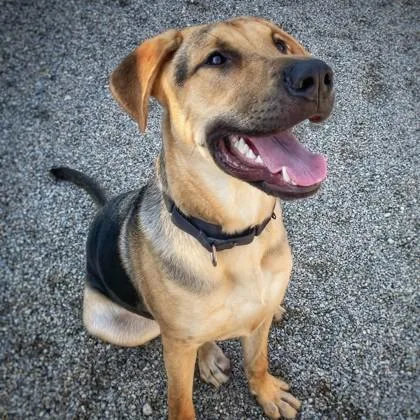 A young large-sized male German Shepherd Dog dog named Theo for adoption in Merriam, KS