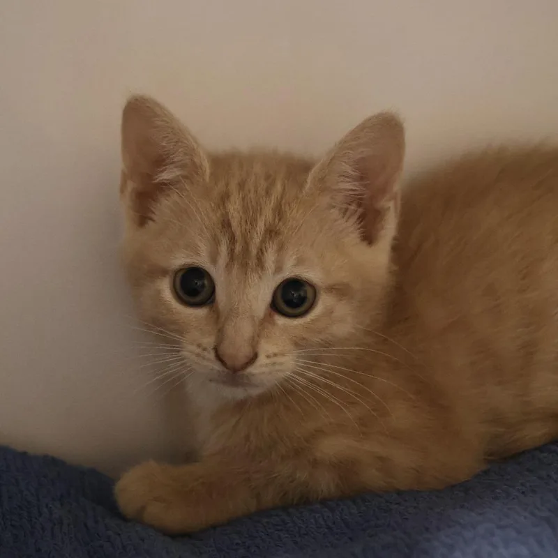 A baby small-sized female Orange / Red Domestic Short Hair cat named Honeybee for adoption in Briarcliff Manor, NY