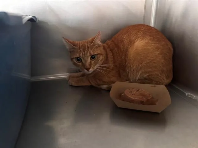 A young large-sized female Domestic Short Hair cat named Sunkist for adoption in Santa Monica, CA