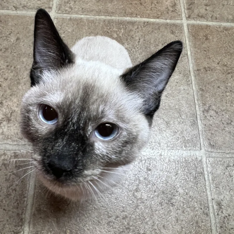 A young medium-sized female Siamese cat named June for adoption in Yellville, AR