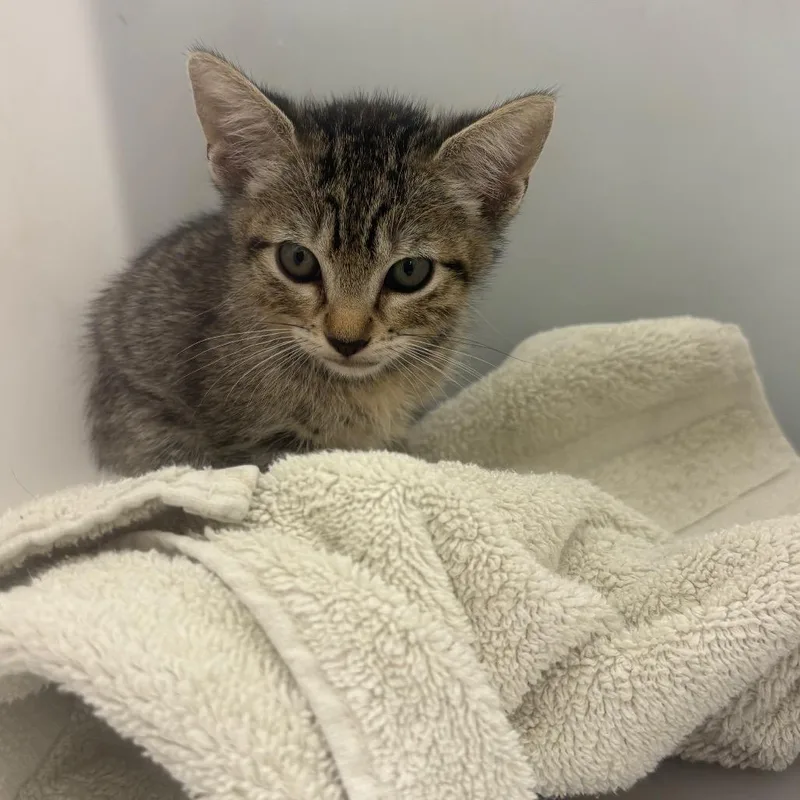 A baby small-sized female Gray / Blue / Silver Domestic Short Hair cat named StrayCunninghamDrive for adoption in Columbus, GA