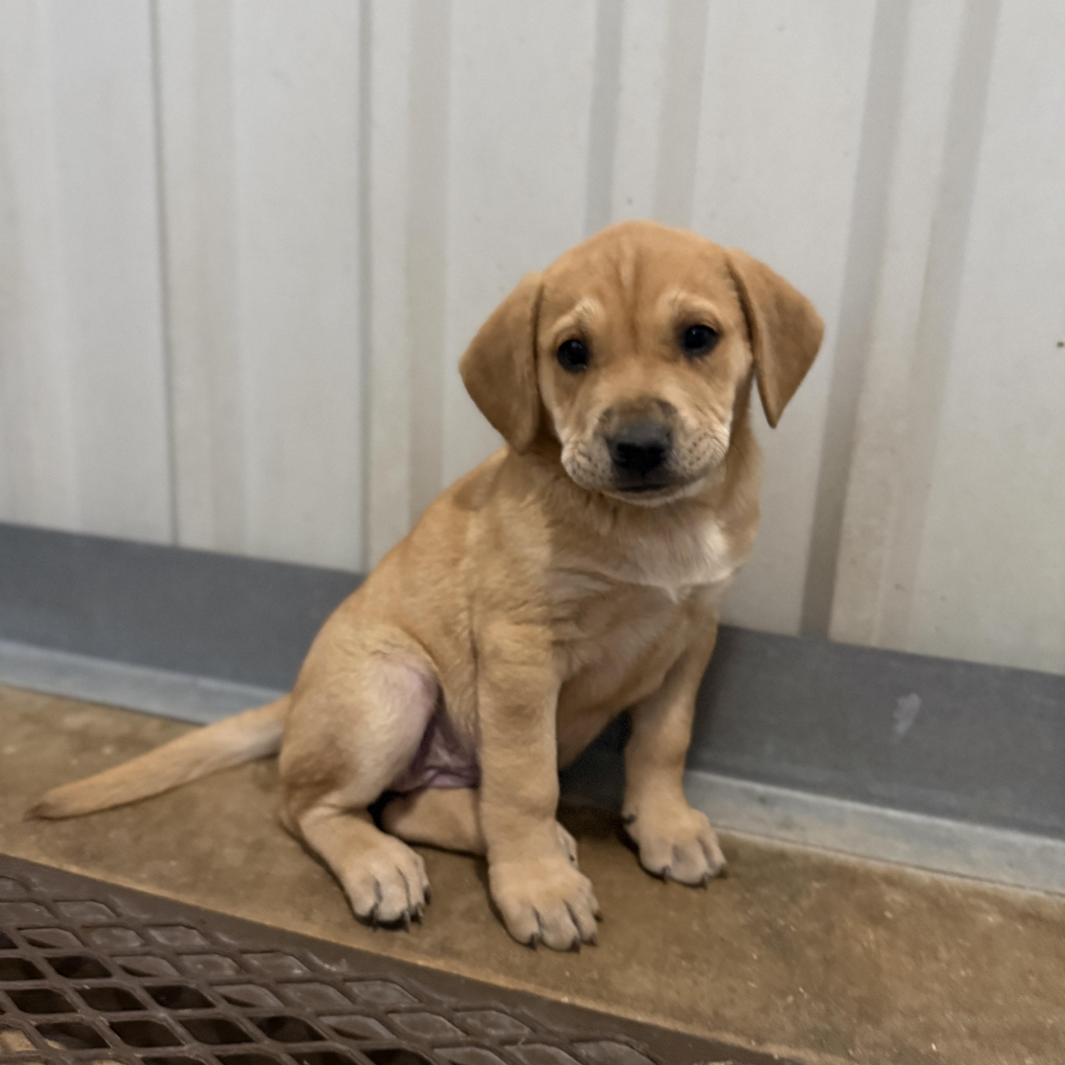A baby medium-sized female Golden Retriever dog named Izzy for adoption in Bulverde, TX