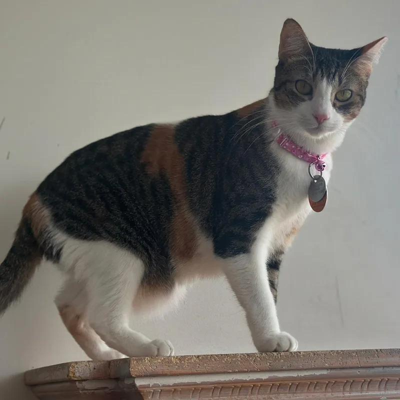 An adult small-sized female Domestic Short Hair cat named Nesta for adoption in Port Washington, NY