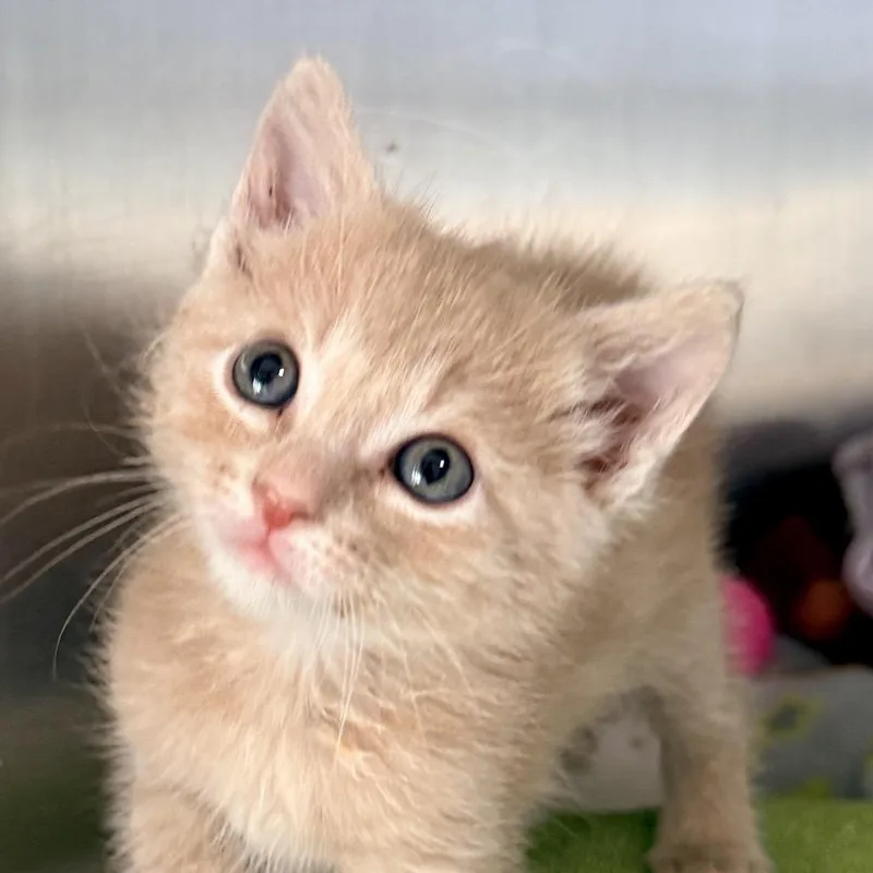 A baby small-sized male Buff / Tan / Fawn Domestic Short Hair cat named Squishmallow for adoption in Palm Springs, CA