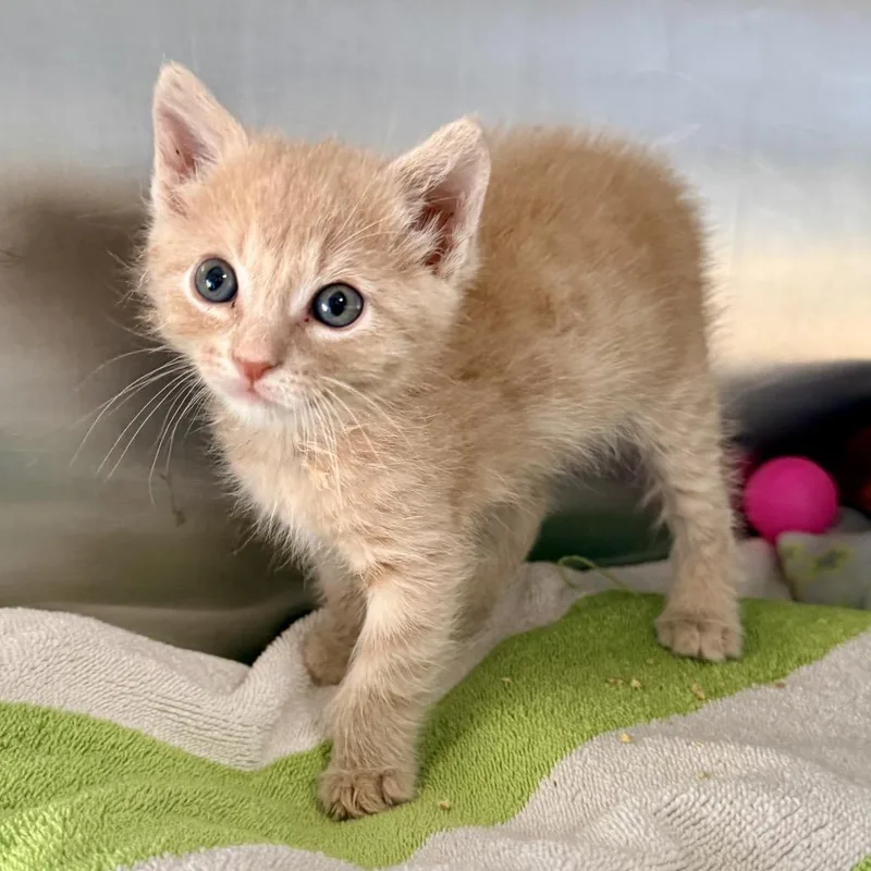 Squishmallow thumbnail 2