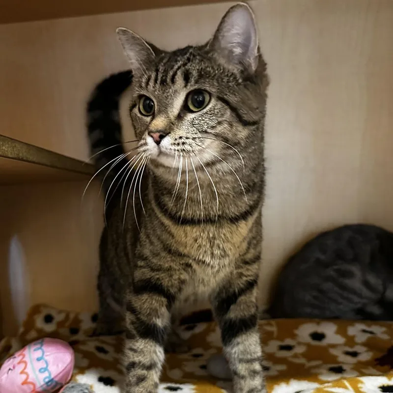 A young medium-sized female Brown / Chocolate Domestic Short Hair cat named Gigi for adoption in Washington Township, OH