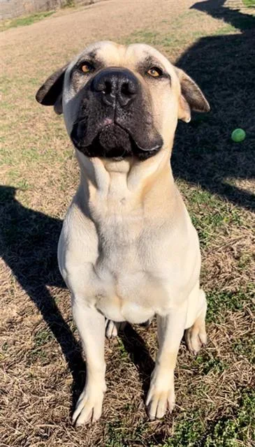 A young large-sized male Black Mouth Cur dog named Oscar for adoption in Rosenberg, TX