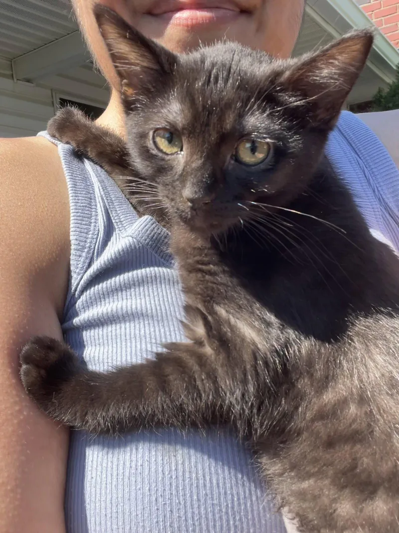 A baby medium-sized female Domestic Short Hair cat named Rhapsody for adoption in Dublin, OH