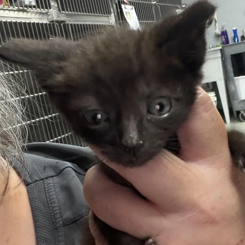 A baby small-sized male Black Domestic Short Hair cat named Ozzy for adoption in Marion, VA