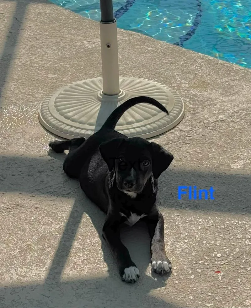 A baby small-sized male Tricolor (Brown, Black, & White) Black Mouth Cur dog named Flint for adoption in Lakeland, FL