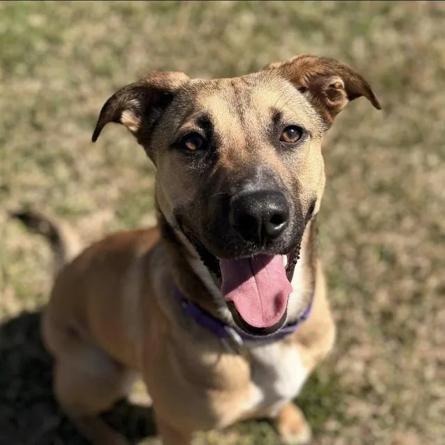 A young medium-sized female Yellow / Tan / Blond / Fawn Mixed Breed dog named Alice for adoption in Houston, TX
