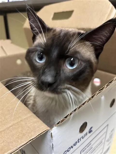 A young small-sized male Snowshoe cat named A for adoption in Sacramento, CA