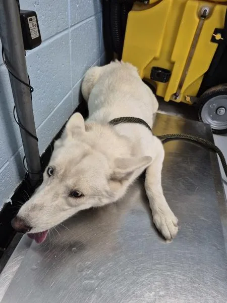 An adult large-sized female Siberian Husky dog named Pen  Jasmine for adoption in Lawrenceville, GA