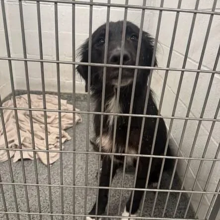 An adult large-sized female Black Mixed Breed dog named JASStray for adoption in Jeffersonville, IN