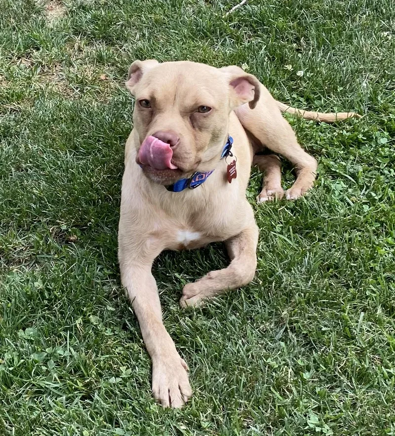 A young small-sized male Golden Staffordshire Bull Terrier dog named Bryan for adoption in Southampton, PA
