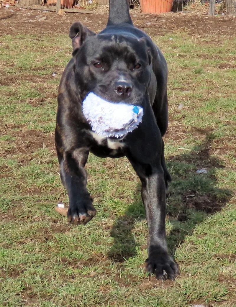 An adult large-sized female Brindle Pit Bull Terrier dog named Bambi for adoption in Amityville, NY