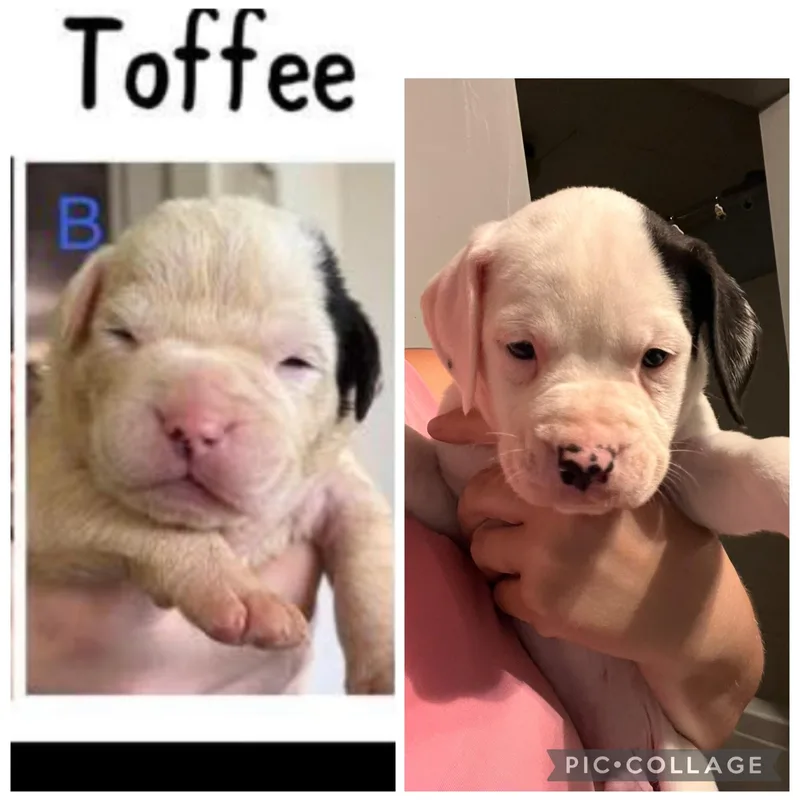 A baby large-sized male English Bulldog dog named Toffee for adoption in Youngstown, OH