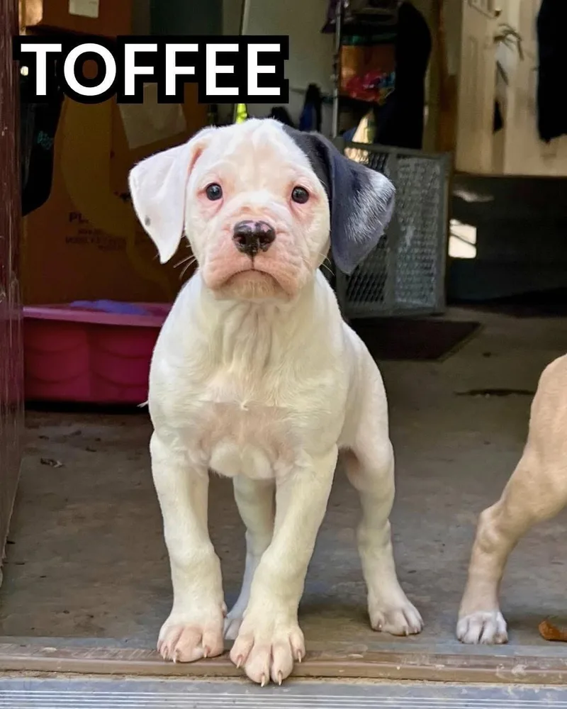 Toffee thumbnail 2