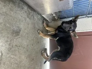 A baby small-sized female German Shepherd Dog dog named Dragon for adoption in Norco, CA